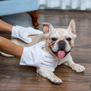 Luva de banho a seco limpando bulldog frances